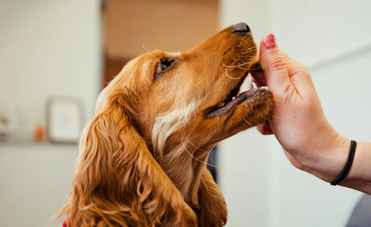 Dog eating treat out of hand